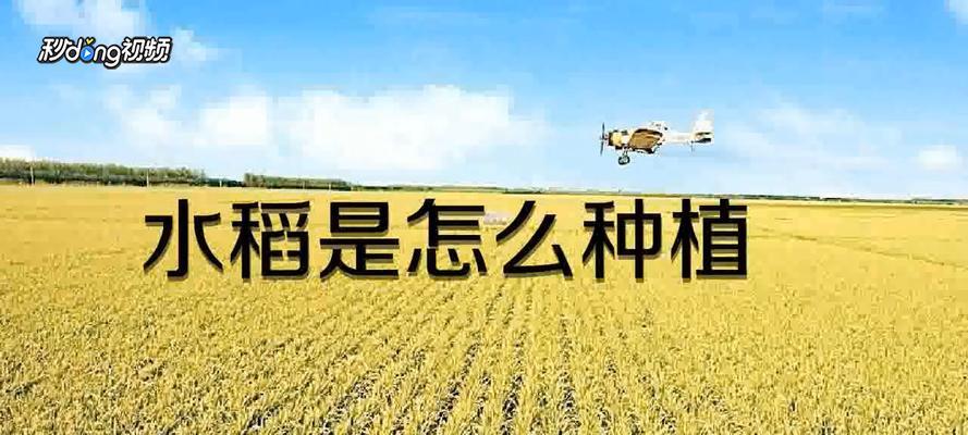 水稻播种应使用哪种绞龙？操作方法是什么？