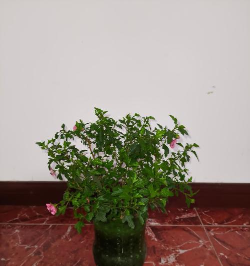 现在有哪些适合在阳台养的花卉？