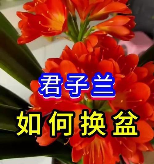 如何正确养护君子兰孙子？