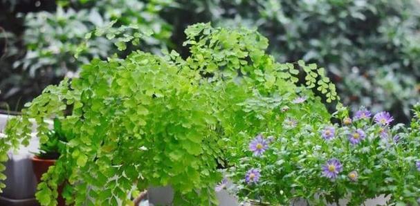 背阴阳台适合种植哪些花卉？