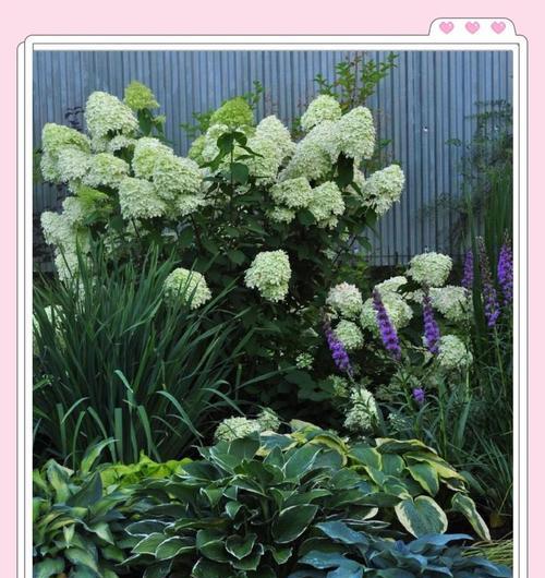 背阴阳台适合种植哪些花卉？