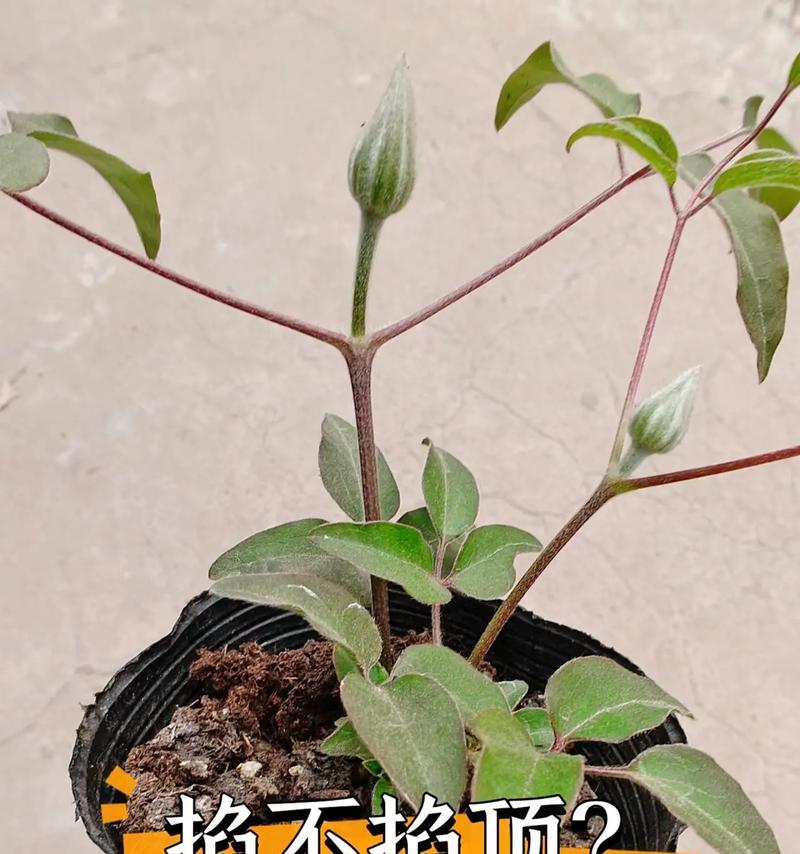 铁线莲如何快速繁殖成多棵？