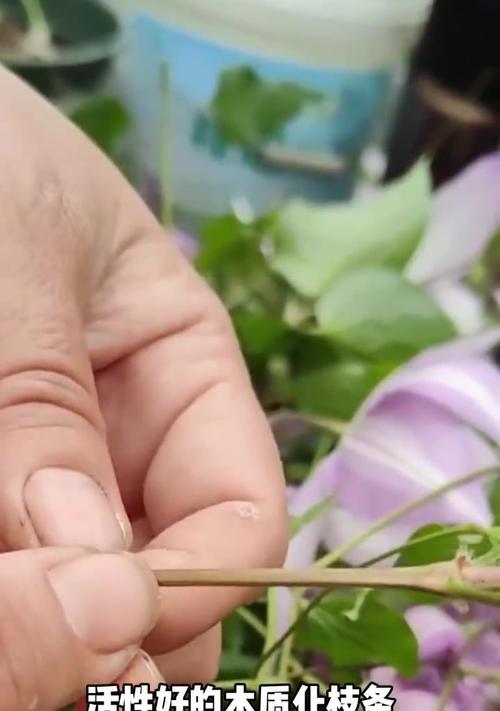 铁线莲如何快速繁殖成多棵？