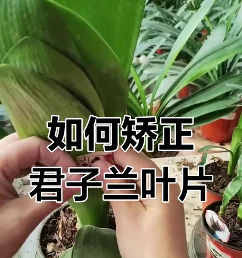 君子兰生长细长怎么办？如何促进君子兰矮壮？