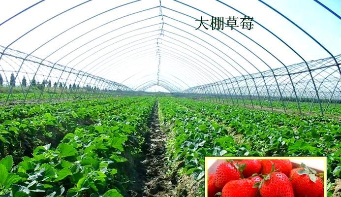 草莓特种栽培技术要点是什么？怎样提高草莓产量和品质？