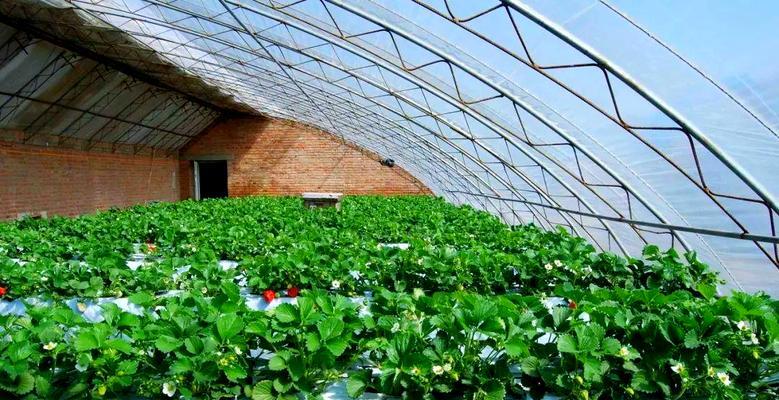 草莓特种栽培技术要点是什么？怎样提高草莓产量和品质？