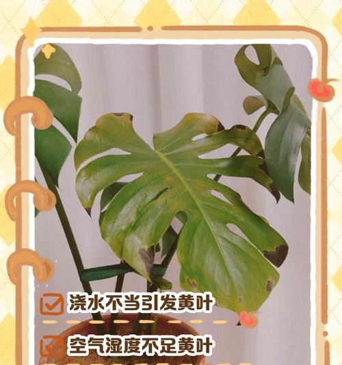 夏季植物叶子发干发黄的应对措施是什么？