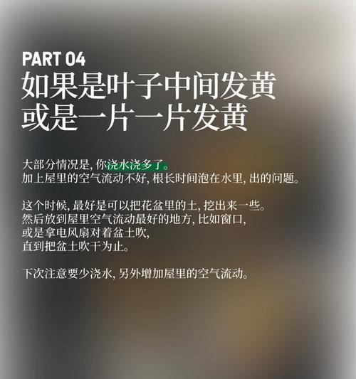 夏季植物叶子发干发黄的应对措施是什么？