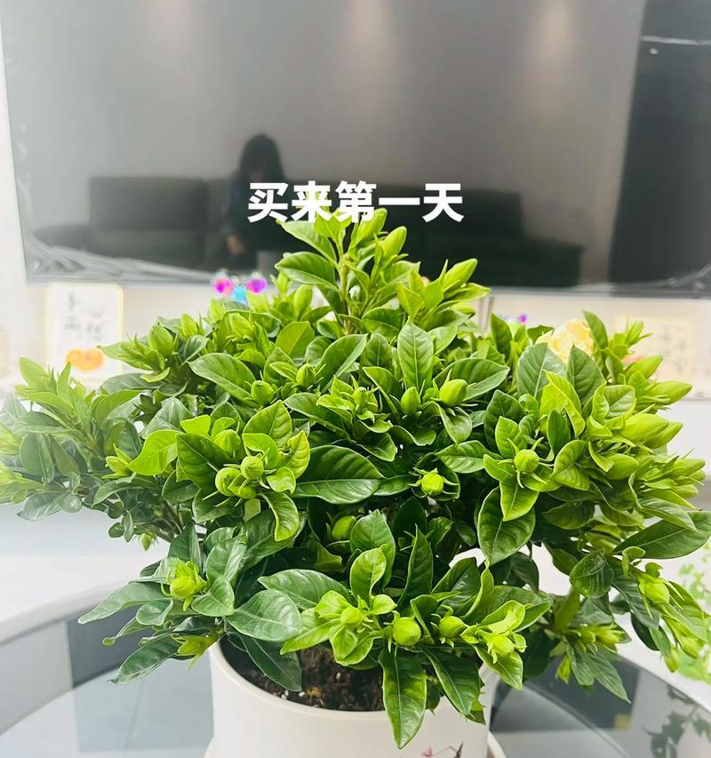 栀子叶子发黄变卷？如何解决？