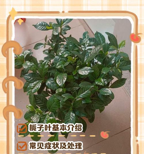 栀子叶子发黄变卷？如何解决？