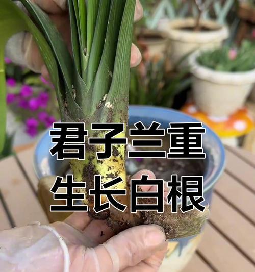 君子兰正确放根的方法是什么？