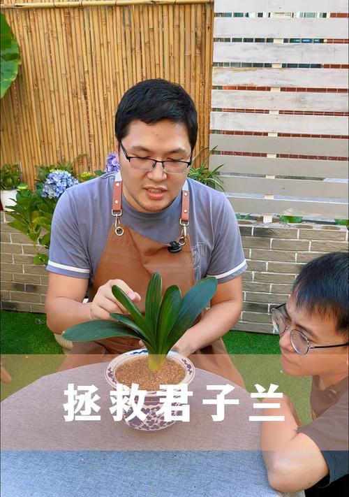 君子兰正确放根的方法是什么？