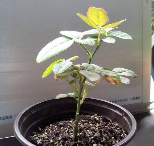 风车月季的种植步骤和注意事项有哪些？