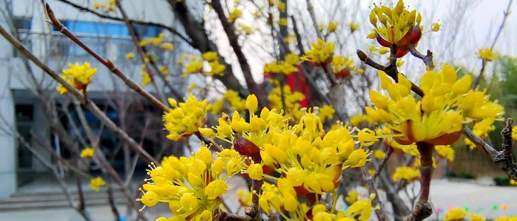 茱萸的生长习性和栽培技术有哪些？栽培要点是什么？