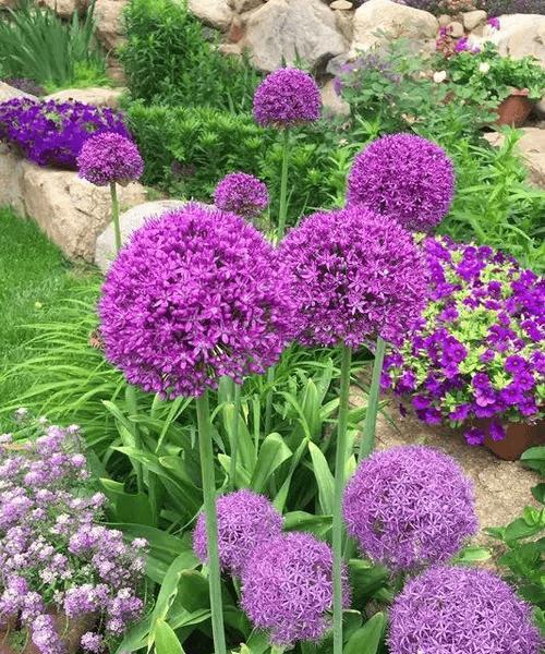 秋花球根植物怎么养护？球根植物秋季护理要点是什么？