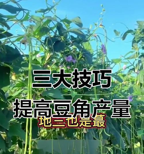 豆角高产栽培技术有哪些？如何实现豆角的高产？