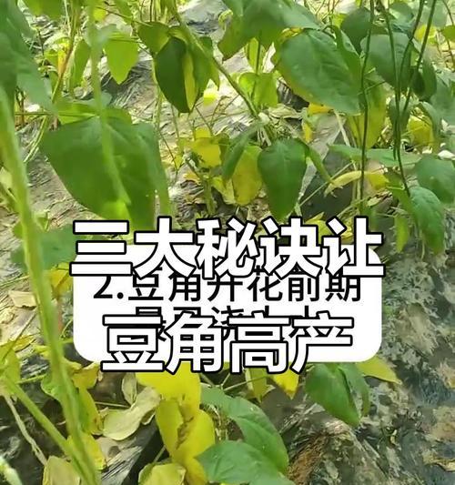 豆角高产栽培技术有哪些？如何实现豆角的高产？