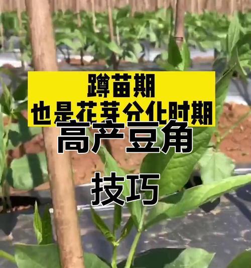 豆角高产栽培技术有哪些？如何实现豆角的高产？