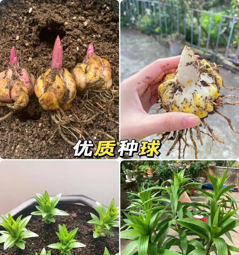 百合种球花下叶子发黄如何处理？