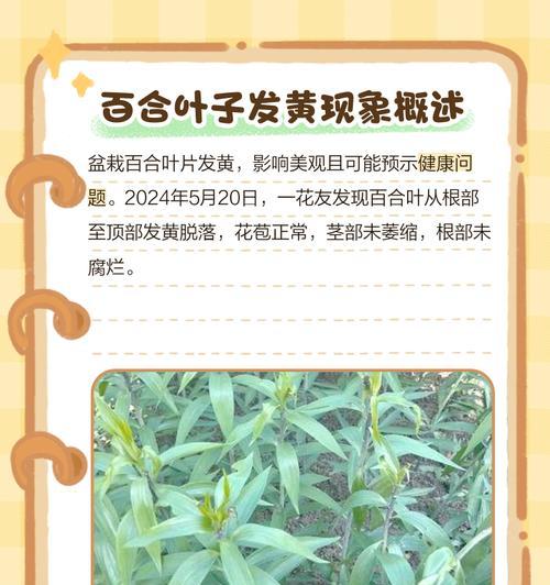 百合种球花下叶子发黄如何处理？