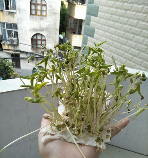 绿豆芽叶子发黄且大是什么原因？