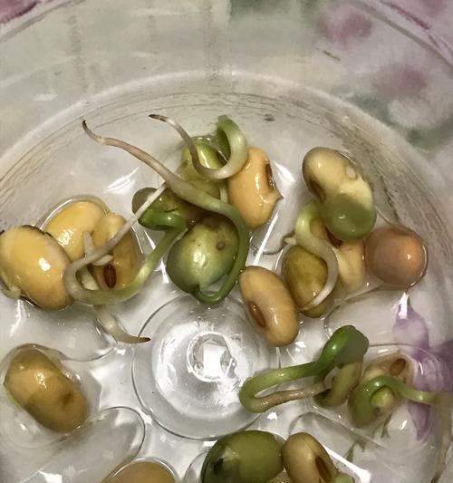 绿豆芽叶子发黄且大是什么原因？
