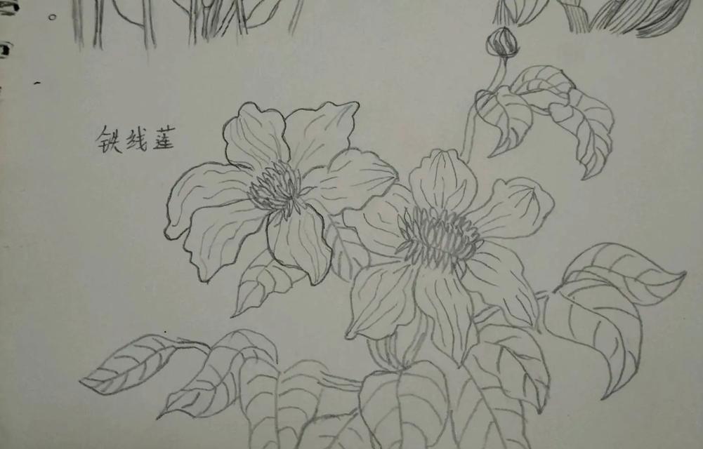 铁线莲手绘技巧是什么？