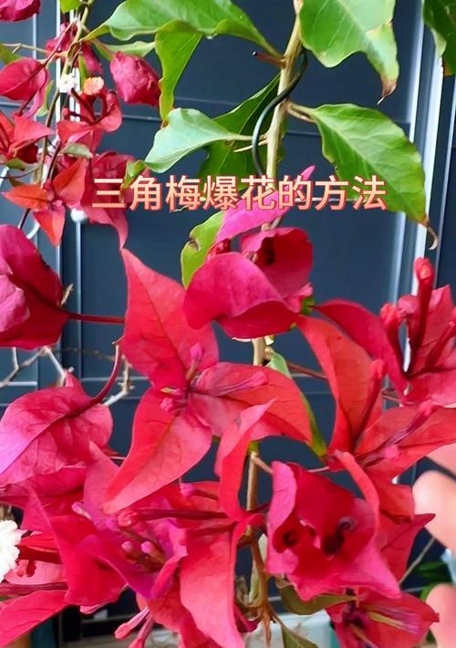 三角梅缠花的技巧是什么？怎样才能做出好看的缠花效果？