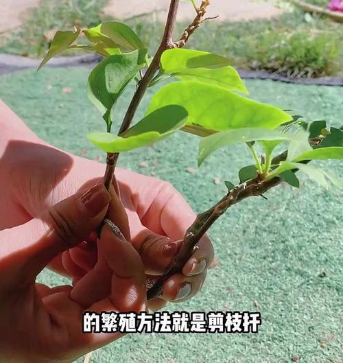 如何正确剪下三角梅以促进生根？