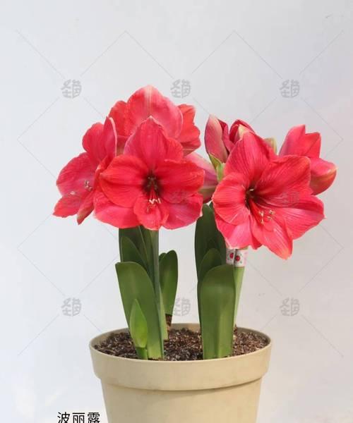 朱顶红开花颜色有哪些？如何选择品种？