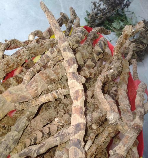 水生植物的根系有哪些类型？