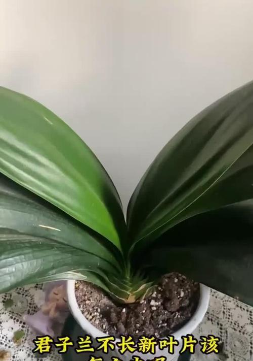 异花君子兰叶片发亮是正常现象吗？背后原因是什么？