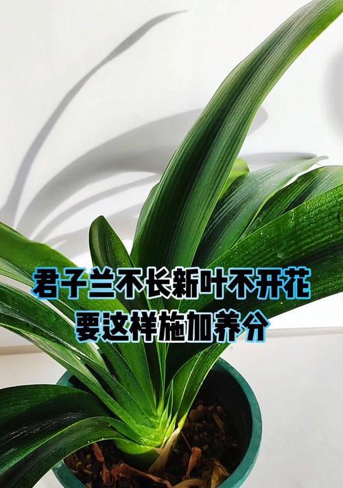 异花君子兰叶片发亮是正常现象吗？背后原因是什么？