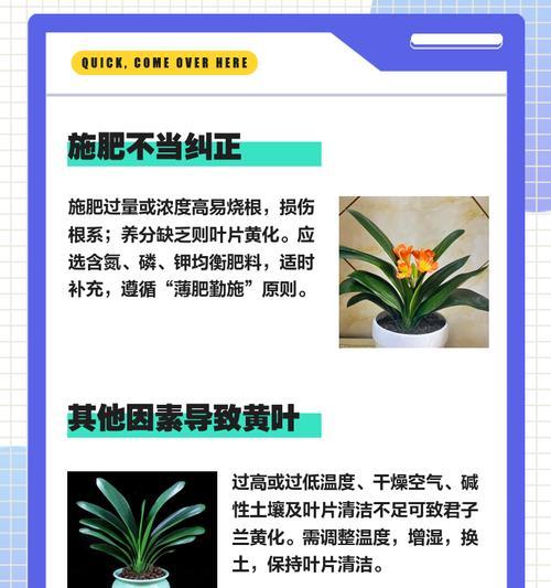异花君子兰叶片发亮是正常现象吗？背后原因是什么？