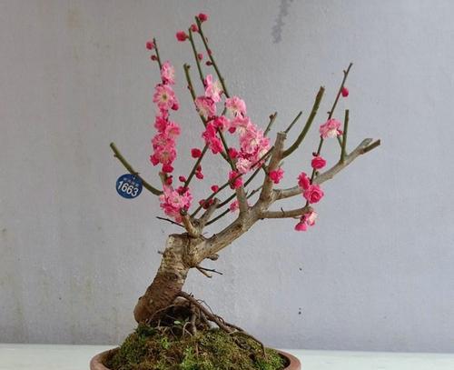 梅花为什么要原生植物？原生植物对梅花生长的重要性是什么？