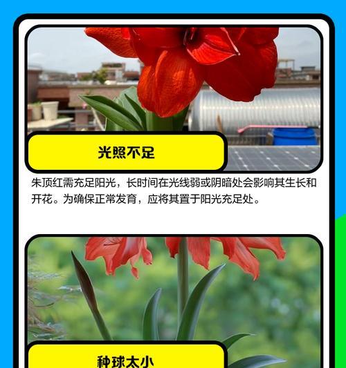 朱顶红矮小却开花的可能原因是什么？