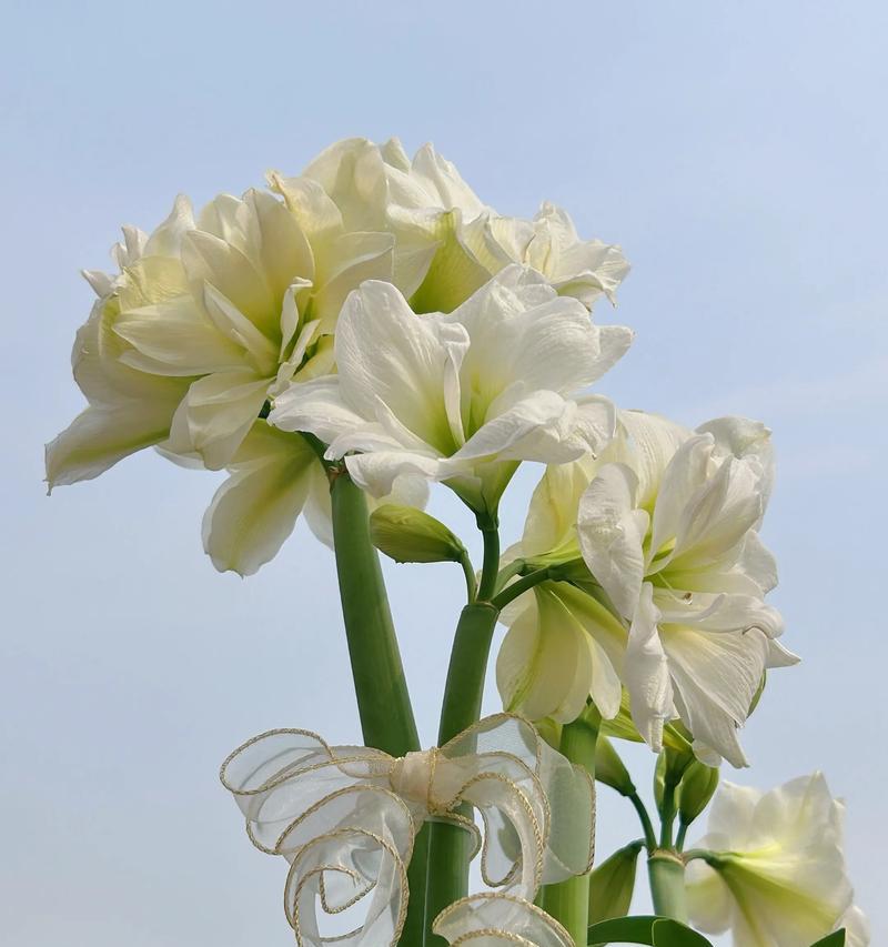 朱顶红矮小却开花的可能原因是什么？
