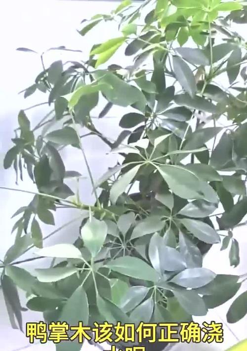 如何正确加大植物的浇水力度？有哪些注意事项？