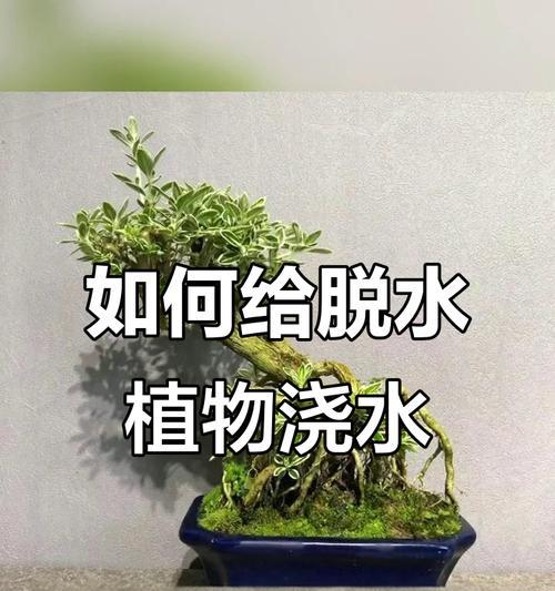 如何正确加大植物的浇水力度？有哪些注意事项？
