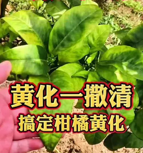 苗木叶子发黄怎么杀菌？苗木叶子发黄的杀菌处理方法有哪些？