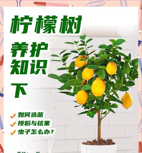 苗木叶子发黄怎么杀菌？苗木叶子发黄的杀菌处理方法有哪些？