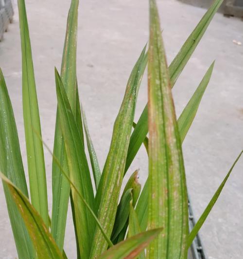 苗木叶子发黄怎么杀菌？苗木叶子发黄的杀菌处理方法有哪些？
