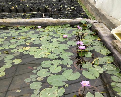 水生植物中包含哪些花烛品种？