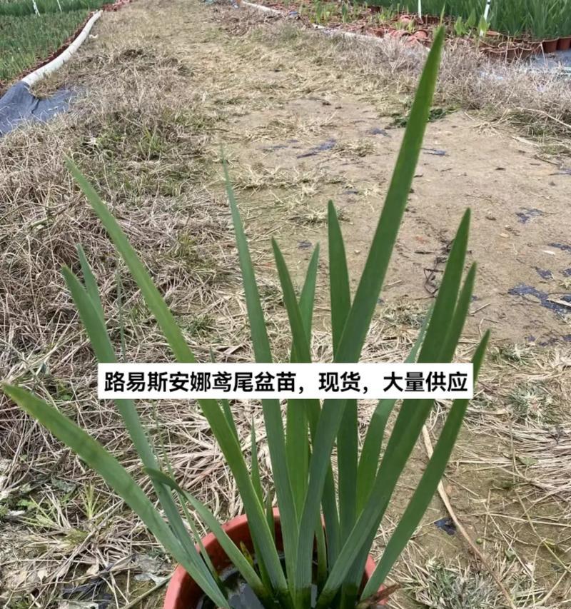 水生植物中包含哪些花烛品种？