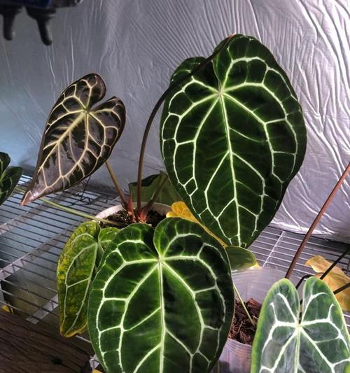 水生植物中包含哪些花烛品种？