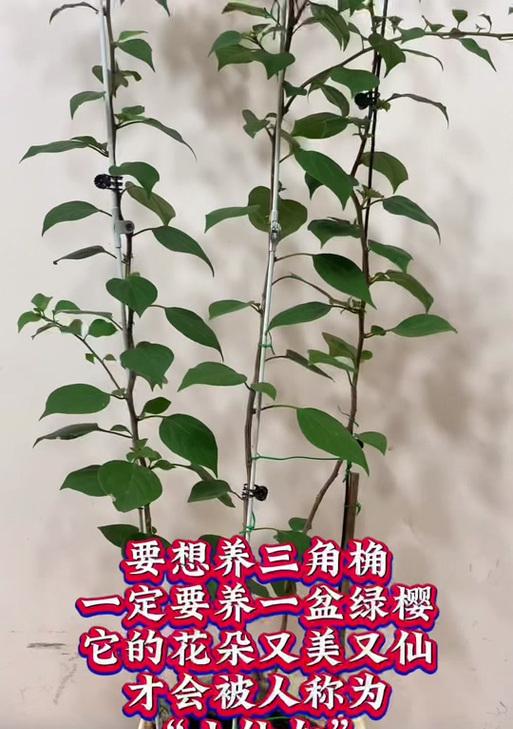 绿樱三角梅花朵全部掉落的原因是什么？