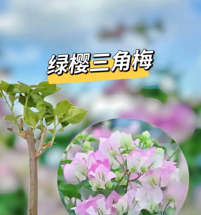 绿樱三角梅花朵全部掉落的原因是什么？