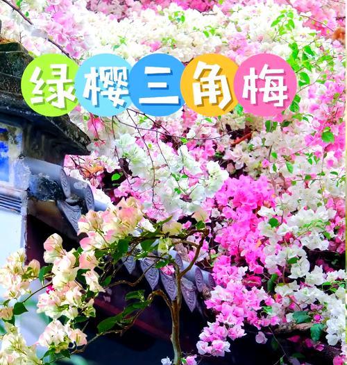 绿樱三角梅花朵全部掉落的原因是什么？