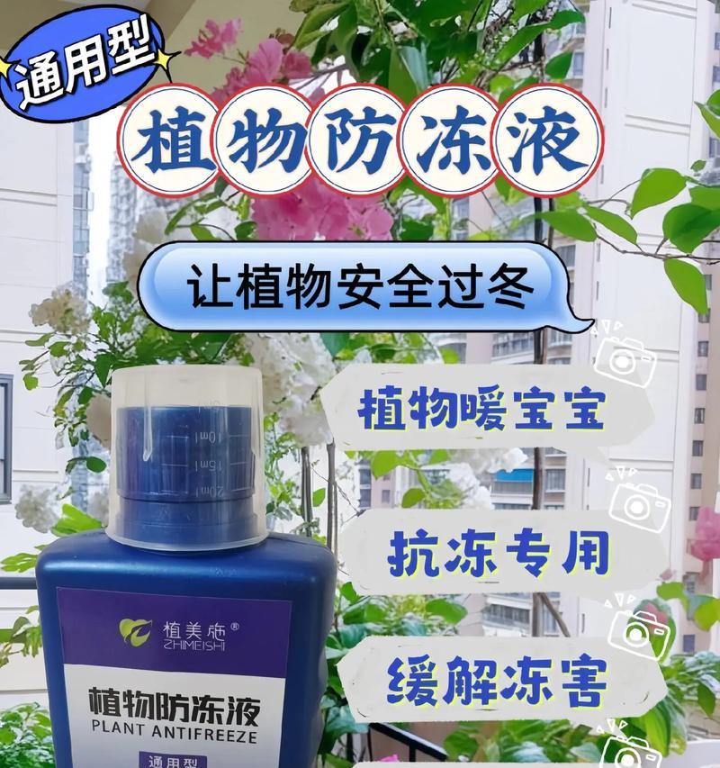 三角梅在零下温度下如何安全过冬？