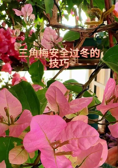 三角梅在零下温度下如何安全过冬？